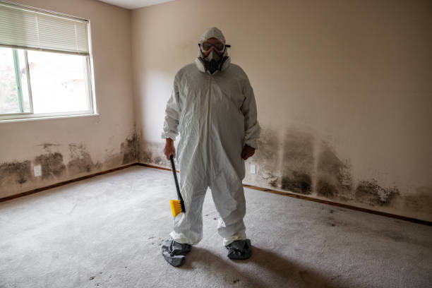 Best Basement Mold Removal  in Alameda, CA